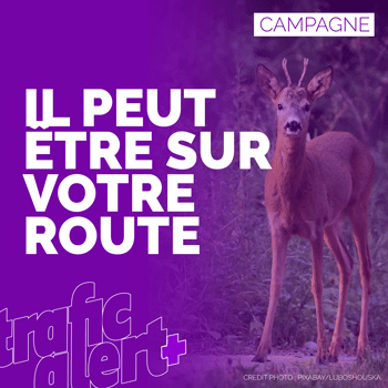 Chevreuils, biches, sangliers : ils peuvent croiser votre route !